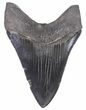 Serrated, Fossil Megalodon Tooth - Pyrite Root #66197-2